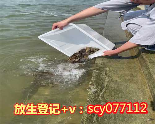 滁州放生回向祈愿,滁州有哪些地方可以放生飞禽,滁州放生鱼现场
